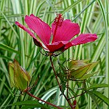 Hibiscus coccineus   Miscanthus sinensis &#34;Cabaret&#34; &#38; Hibiscus coccineus &#34;Copper King&#34;